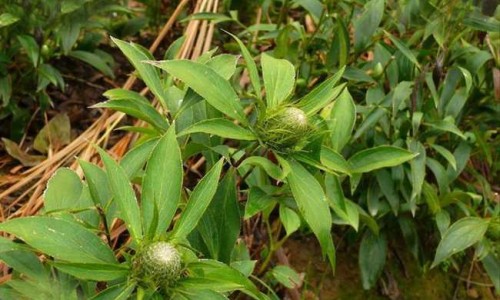 兔的功效作用网 :分享兔的功效作用与主治与用量-被诈骗报案材料怎么写样本知识